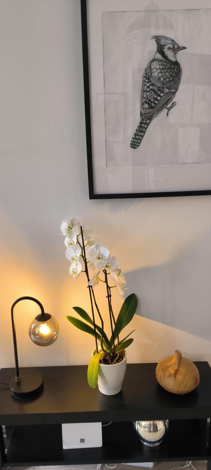 Appartement Sous Les Remparts Carcassonne Zewnętrze zdjęcie
